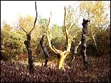 Durant cinq jours, en septembre 1990, les flammes d´un incendie ravag&egrave;rent la for&ecirc;t de Paimpont. Gr&acirc;ce &agrave; une campagne de sensibilisation, de nombreux dons permirent de financer le nettoyage et la replantation de cette for&ecirc;t l&eacute;gendaire. Pour marquer cet &eacute;v&egrave;nement, l´artiste Fran&ccedil;ois Davin a cr&eacute;&eacute; l´Or de Broc&eacute;liande, souvent appel&eacute; "Arbre d´Or" ou "Arbre dor&eacute;". C´est un ch&acirc;taignier dor&eacute; &agrave; la feuille d´or (90 grammes d´or le recouvrent). Il est entour&eacute; de cinq arbres calcin&eacute;s qui symbolisent la for&ecirc;t br&ucirc;l&eacute;e ainsi que toutes les for&ecirc;ts d&eacute;truites par n&eacute;gligence ou profit. L´or symbolise l´immortalit&eacute;, notamment celle de la for&ecirc;t. L´Arbre d´Or est devenu la nouvelle l&eacute;gende de Broc&eacute;liande. L´artiste a voulu &eacute;voquer les bois d´un cerf des anciennes religions et symbolise Merlin.