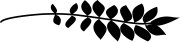 Branche d'acacia