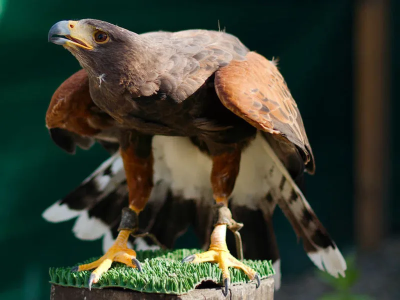 La Montagne des aigles (Aude)