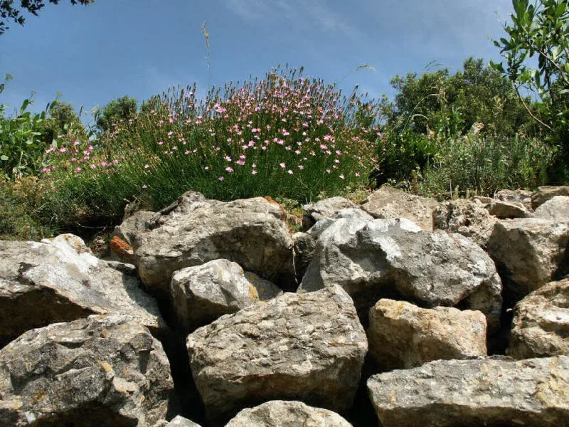 Pierres et végétation coloriée au cœur du château cathare de Termes (Termenès, Corbières, Aude, Pays cathare ; photographie : Philippe Contal, 2003)