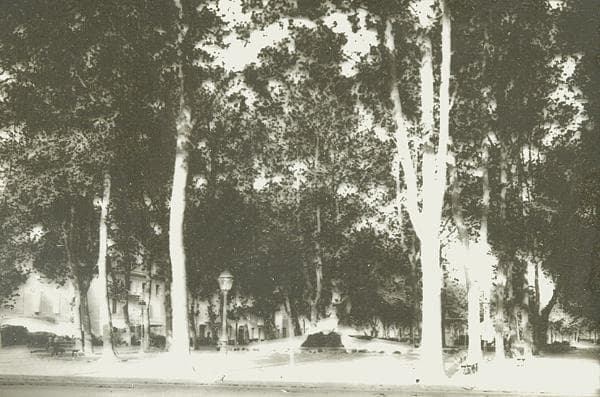 Le Jardin des plantes de Carcassonne (Aude, Pays cathare ; photographie sur verre, début XXᵉ siècle, Office de Tourisme de Carcassonne)