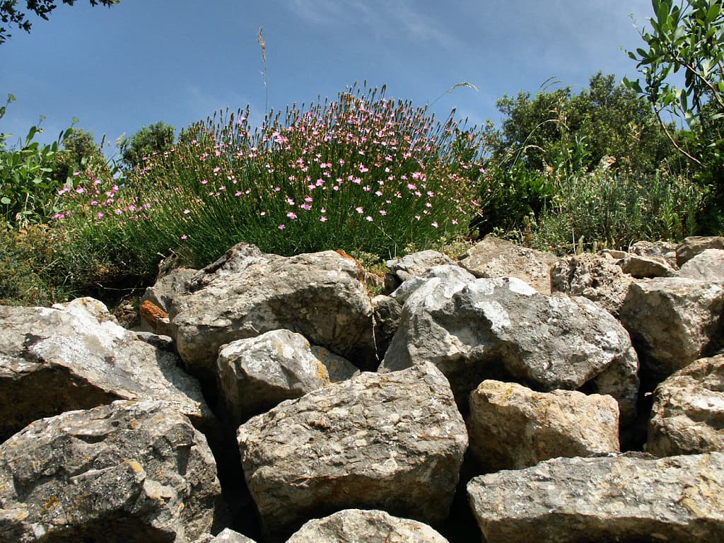 Pierres et végétation coloriée au cœur du château cathare de Termes (Termenès, Corbières, Aude, Pays cathare ; photographie : Philippe Contal, 2003)