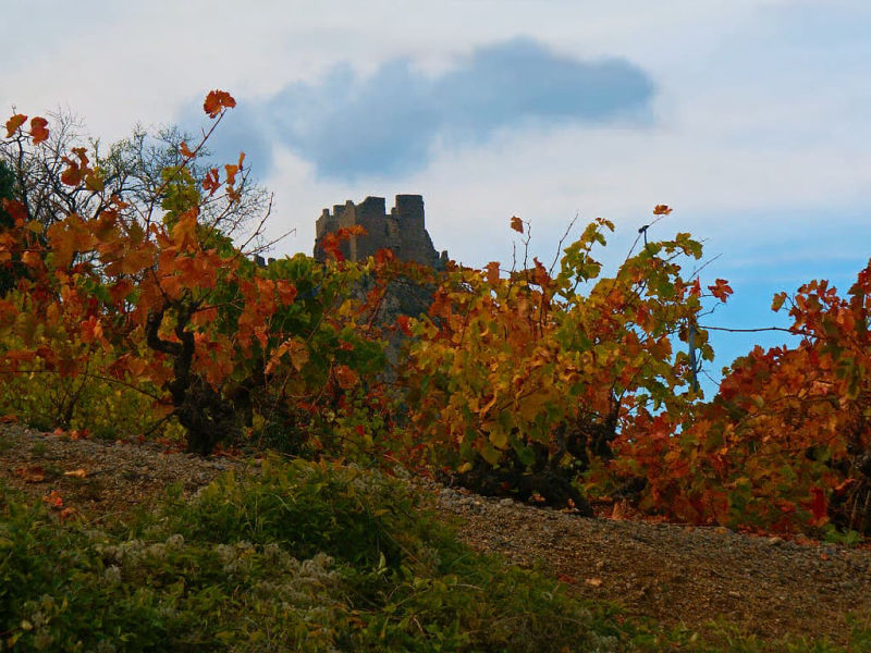 La château de Padern derrière son rideau vignes aux couleurs d'automne (Aude, Pays cathare ; photographie : Philippe Contal, 2004)