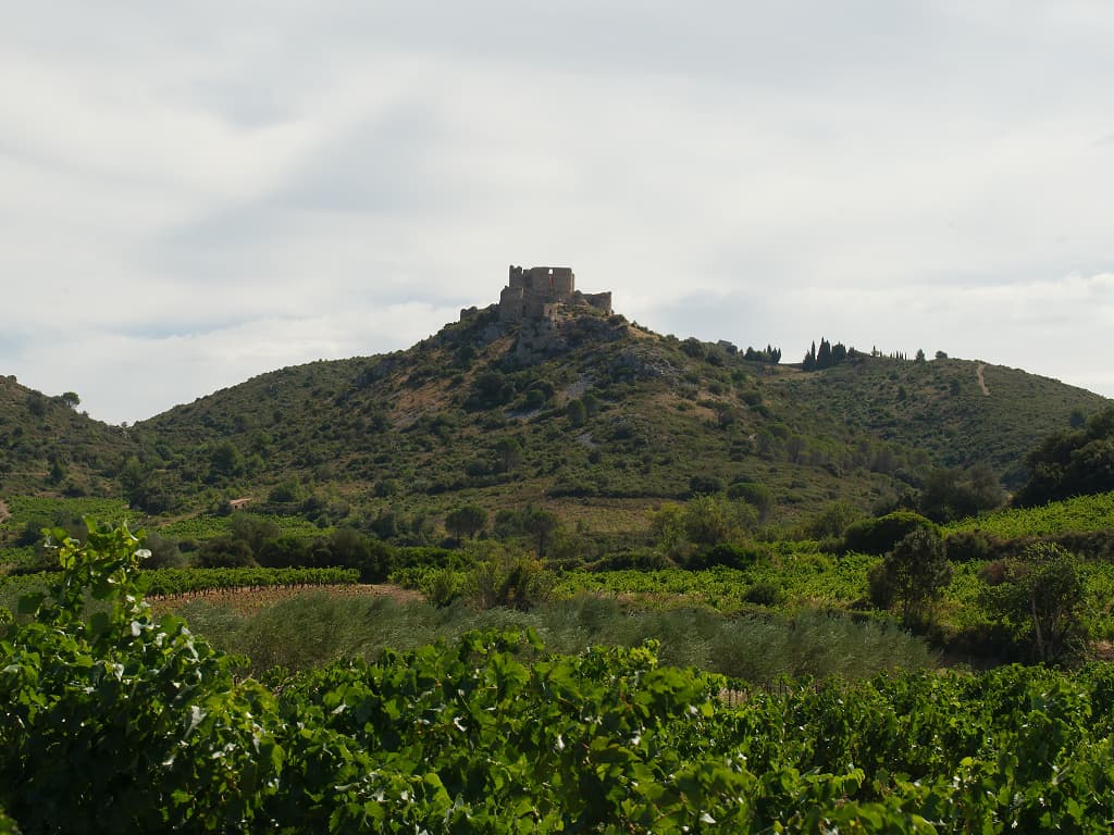 Le château cathare d'Aguilar dans son écrin de vignes (Tuchan, Corbières, Aude, Pays cathare ; photographie : Philippe Contal, 2019)
